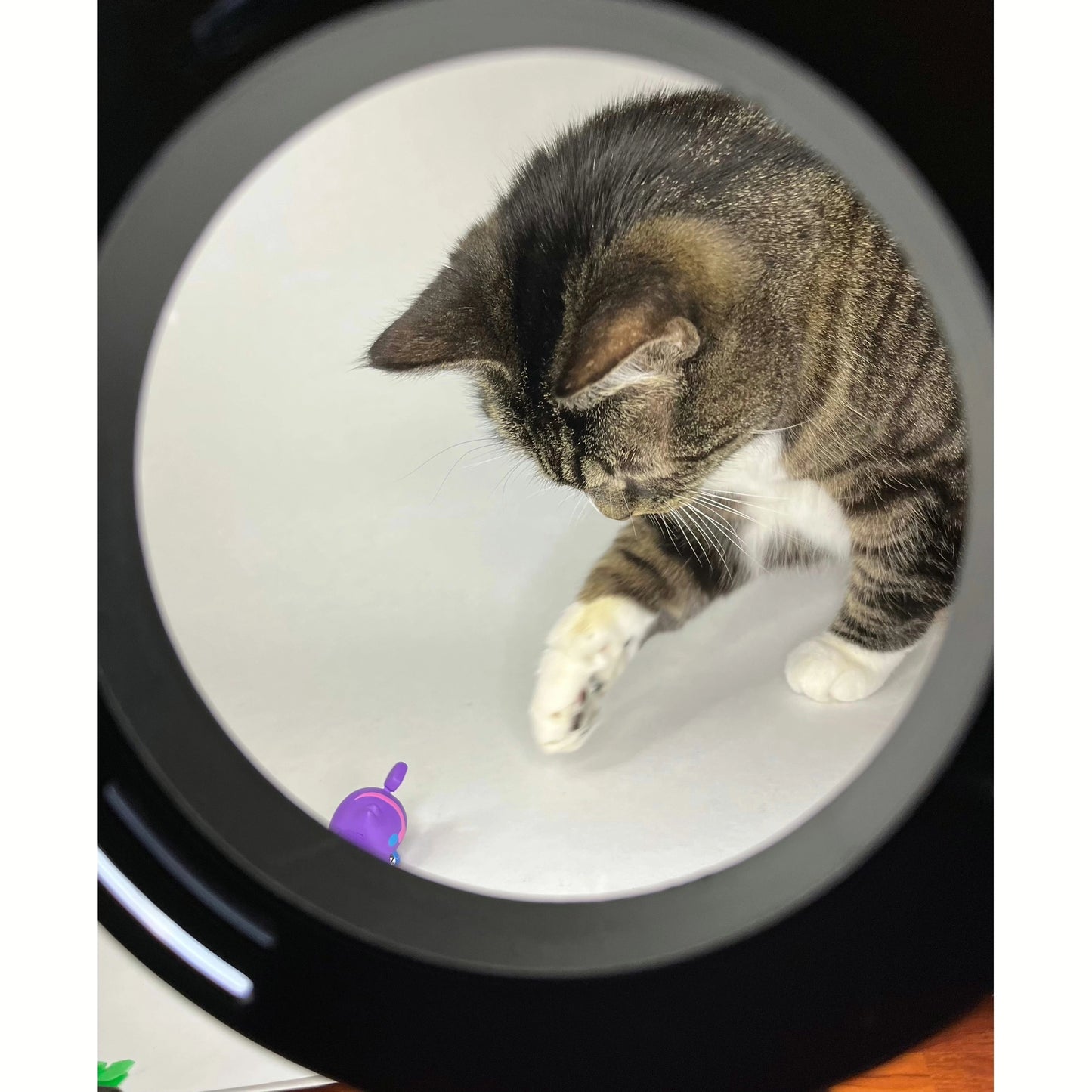 Funko Pop! Five Nights at Freddy’s Purple Blacklight Foxy Mini Figure | Local Legends Cards & Collectibles